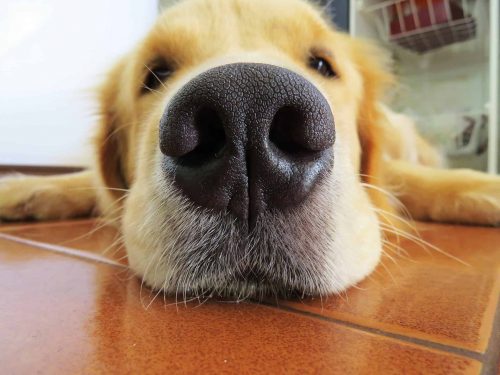 close up van een neus van een hond