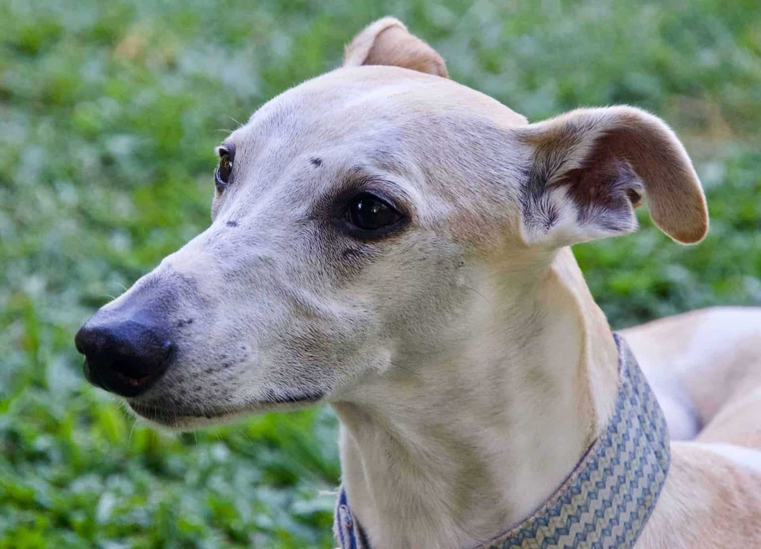 Whippet - Alles wat je moet weten over dit hondenras!