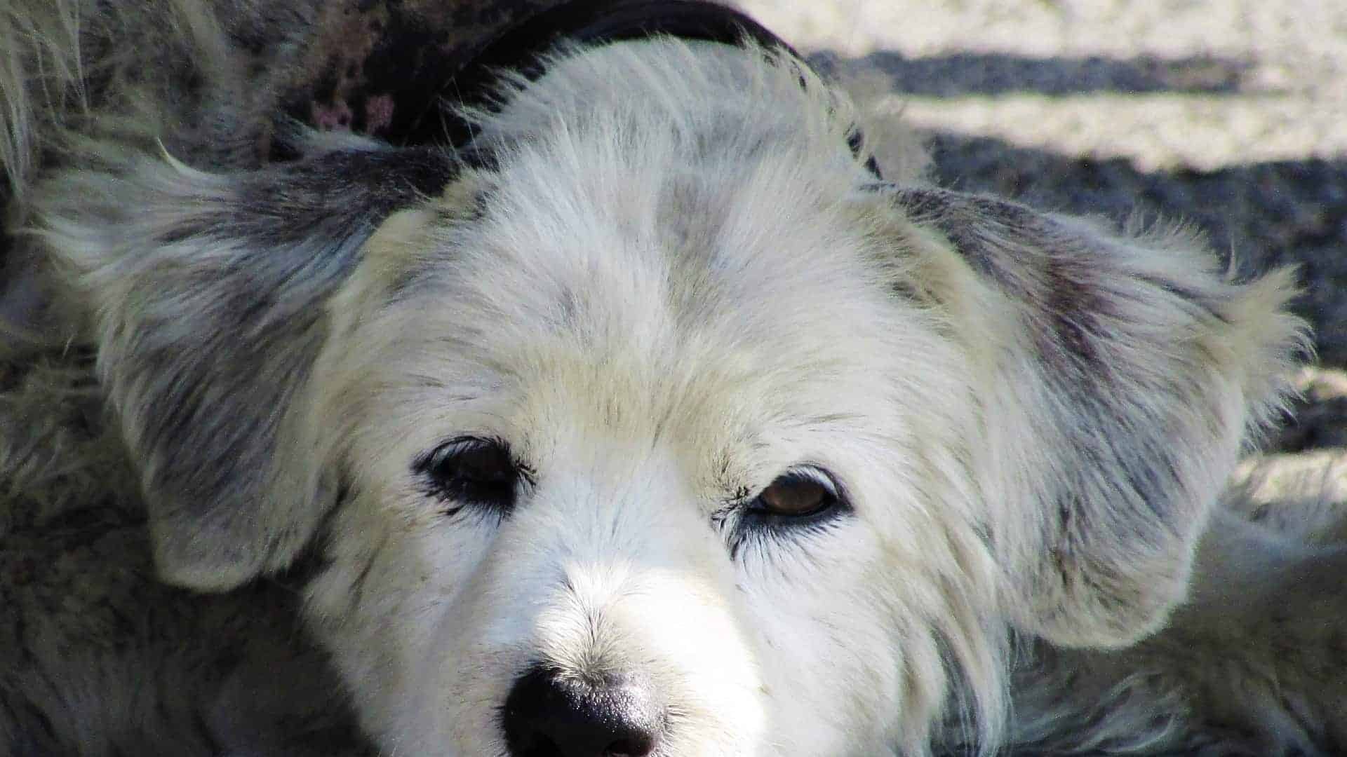 Je hond laten inslapen? Dit is alles wat je moet weten!