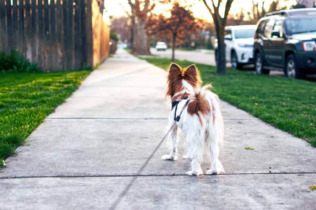 Je hond wil niet lopen? Dit zijn de oorzaken en wat je moet doen!