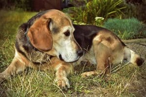 beagle ligt in het gras