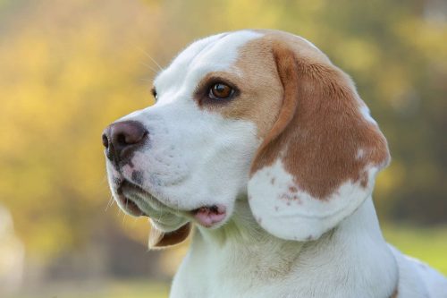 close up van een beagle