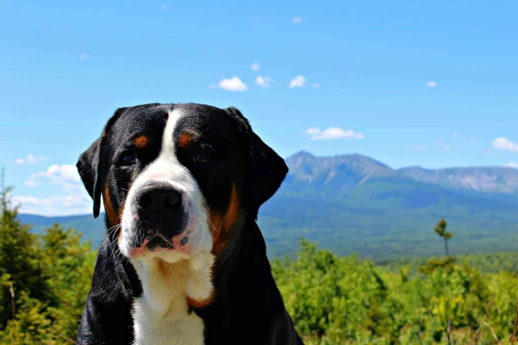 Grote Zwitserse Sennenhond Alles wat je moet weten over dit hondenras!