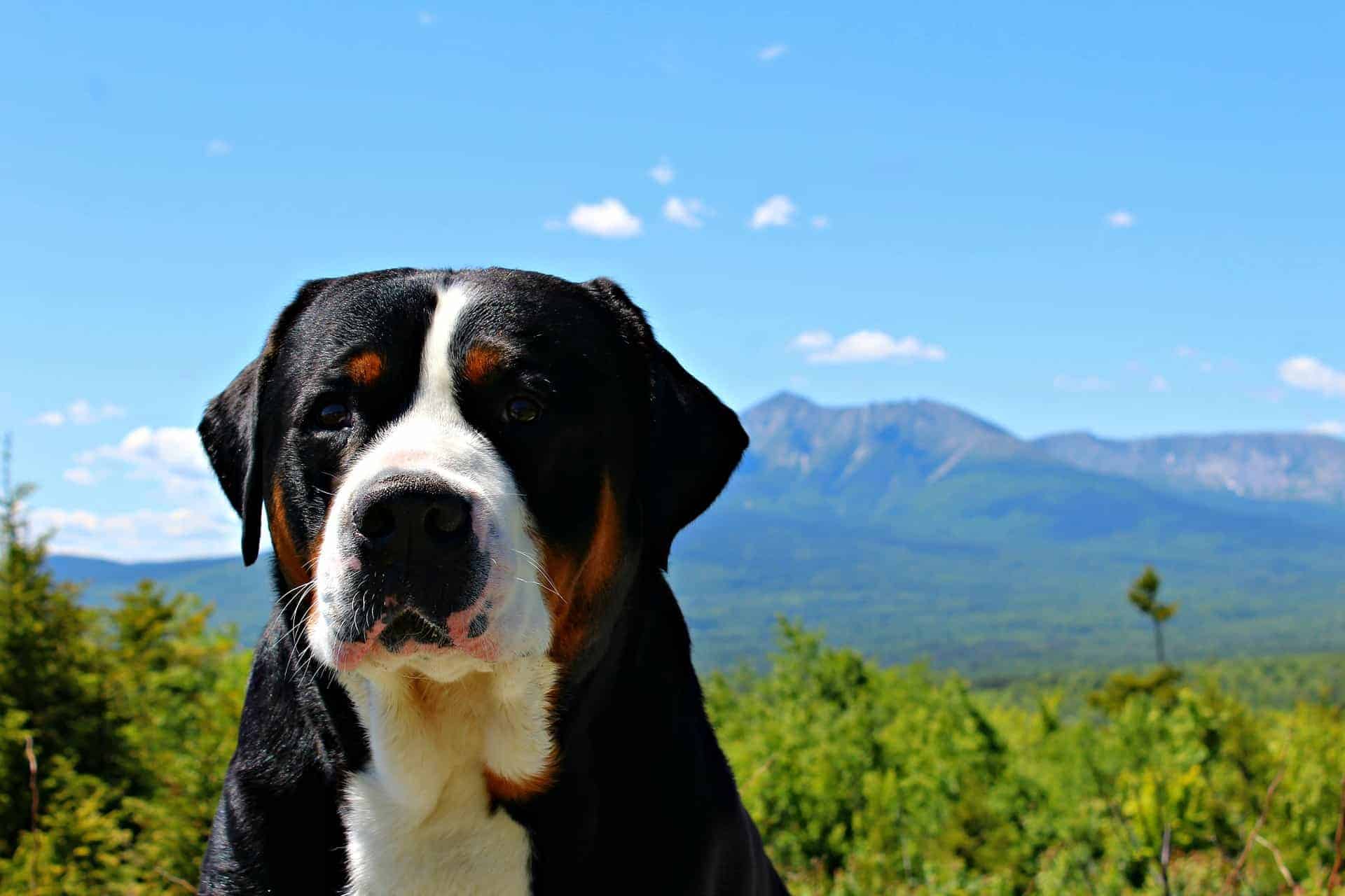 Grote Zwitserse Sennenhond Alles wat je moet weten over dit hondenras!