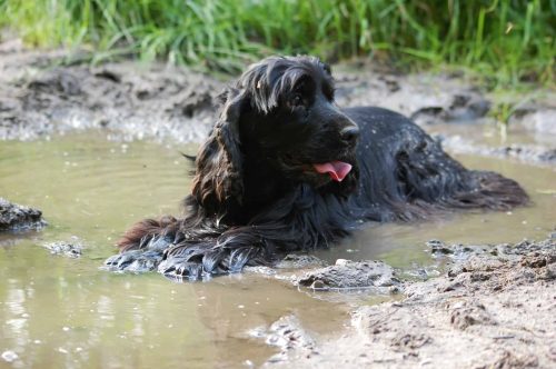 hond ligt in de modder