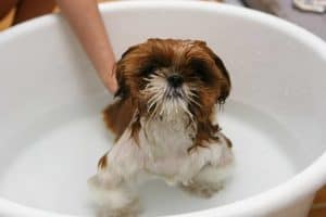 hond zit in een bad