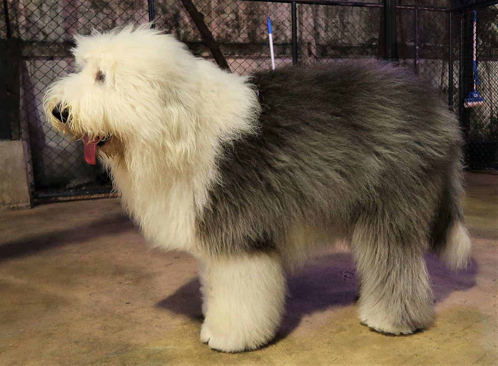 Old English Sheepdog Alles Wat Je Moet Weten Over Dit Hondenras 