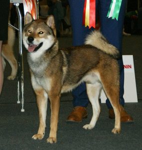 shikoku staat op een hondenshow