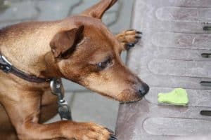 hond ruikt aan een hondensnoepje