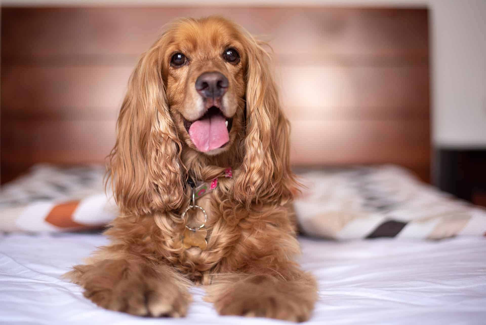 Vertrek Obsessie fenomeen Engelse Cocker Spaniël - Alles wat je moet weten over dit hondenras!