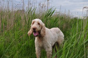 spinone italiano staat in hoog gras