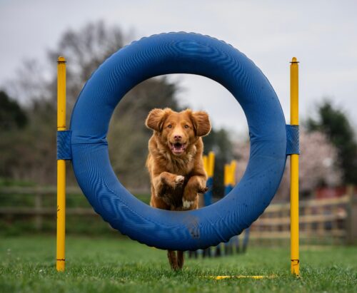 Hond die door een ring heen springt