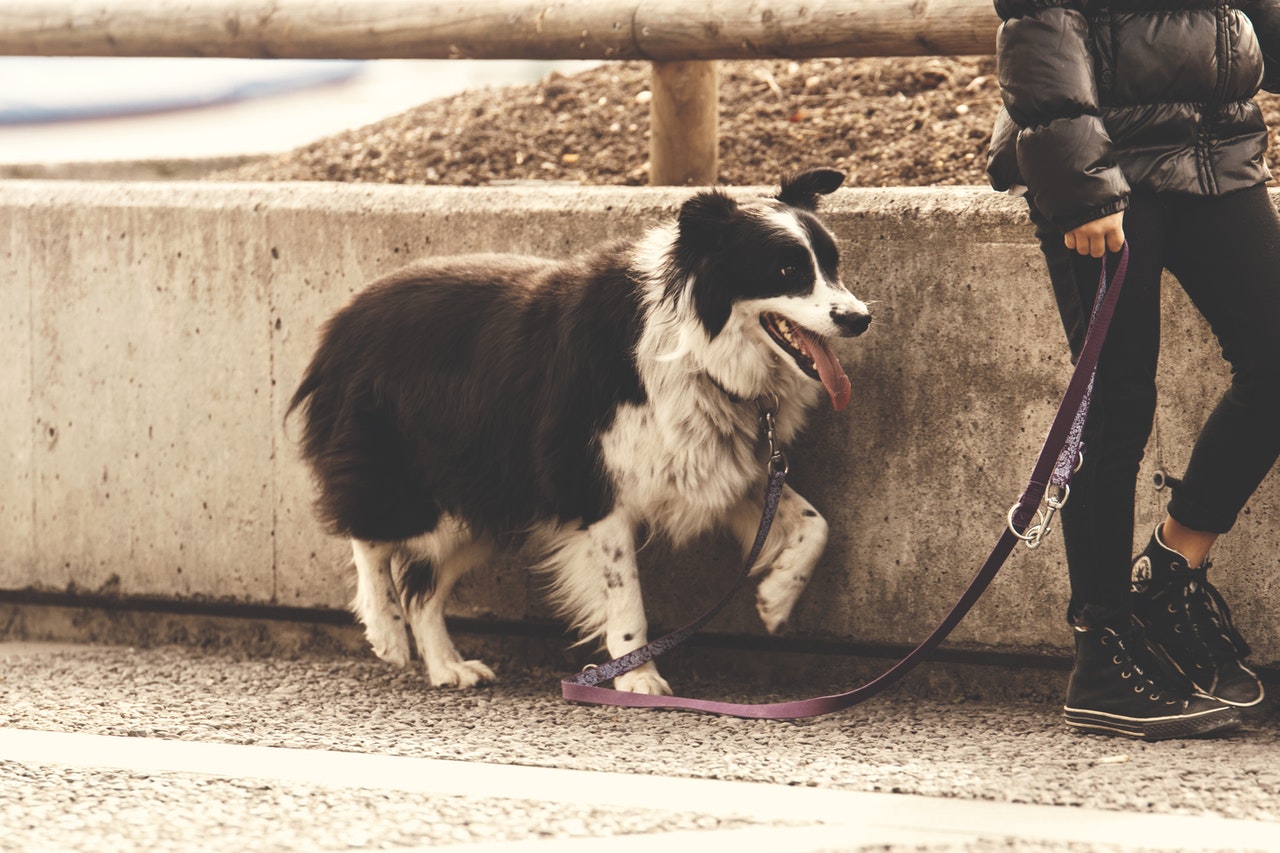 Je hond valt om? Dit is wat het betekent HondenPassie.nl