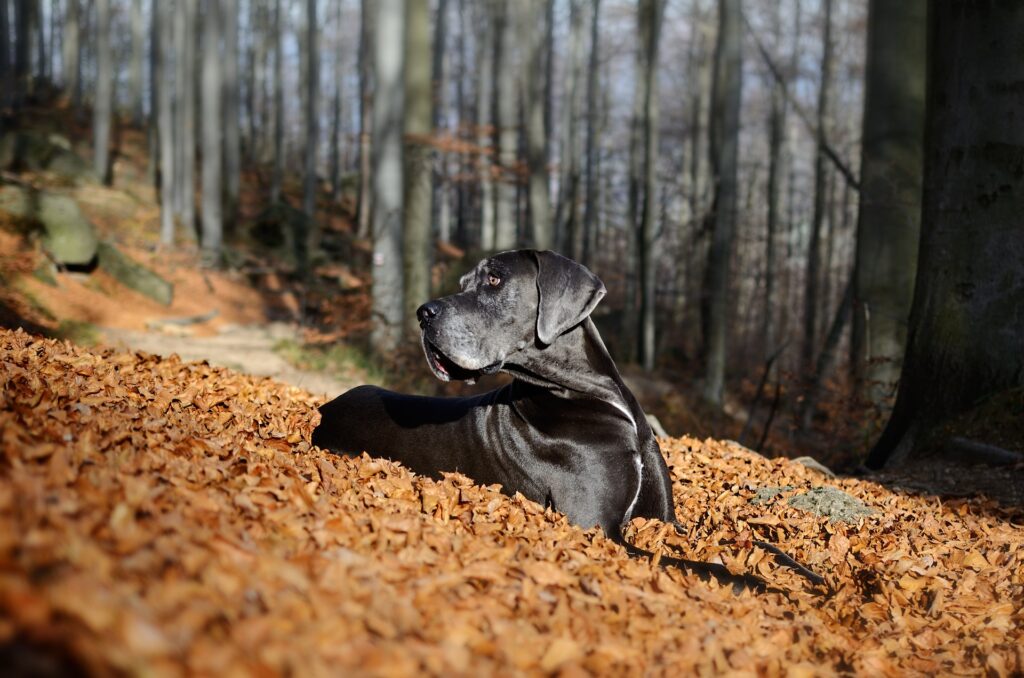 De Deense of Duitse Dog behoort tot de zwarte hondenrassen