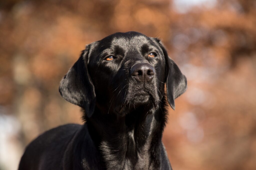 labrador: zwart hondenras