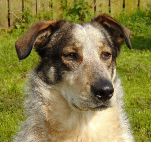 Karpatische herdershond: een waakzame, trouwe hond