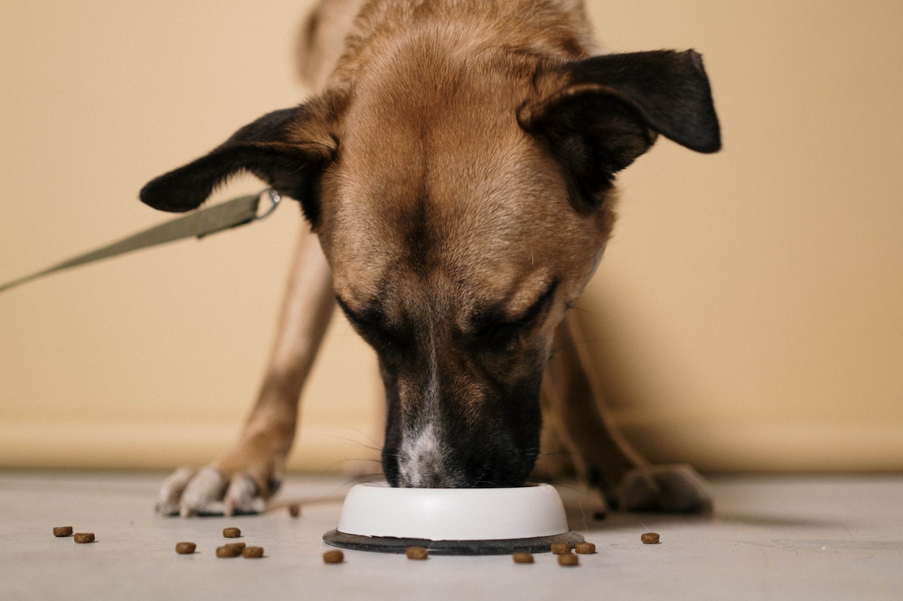 Hond eet niet? Dit is hoe je je hond weer aan het eten krijgt!