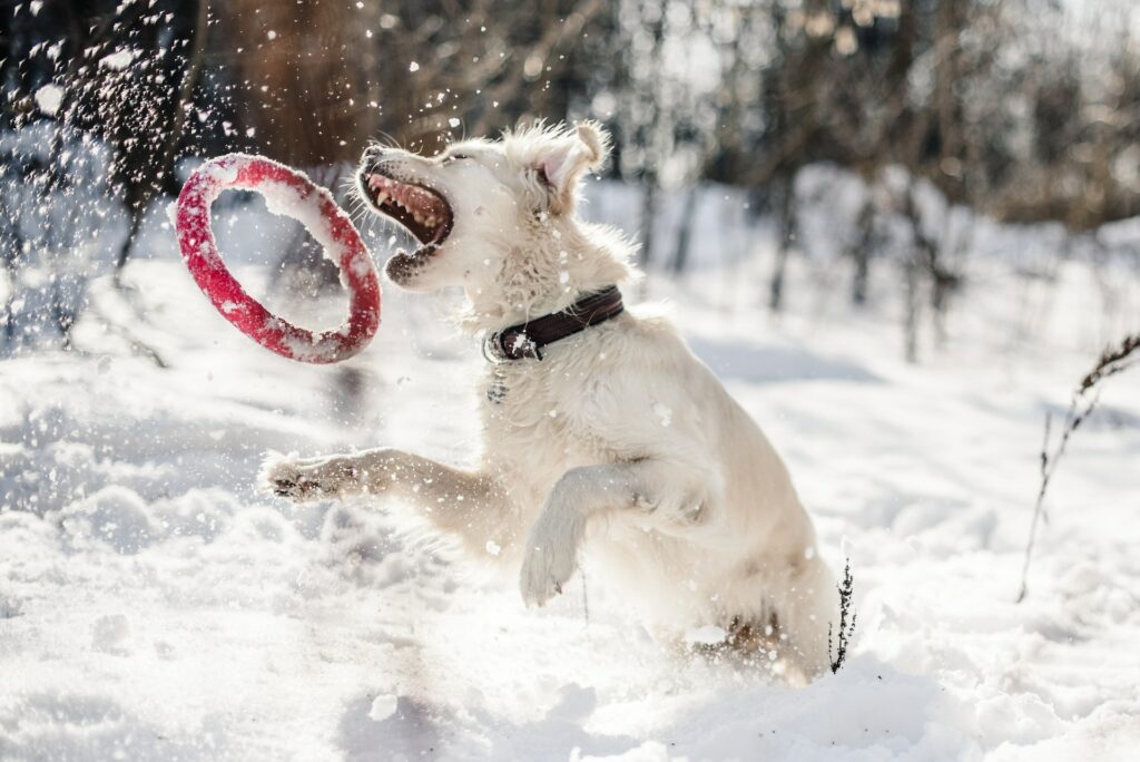 Hond speelt in de sneeuw
