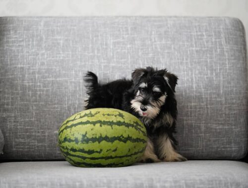 Hond met watermeloen
