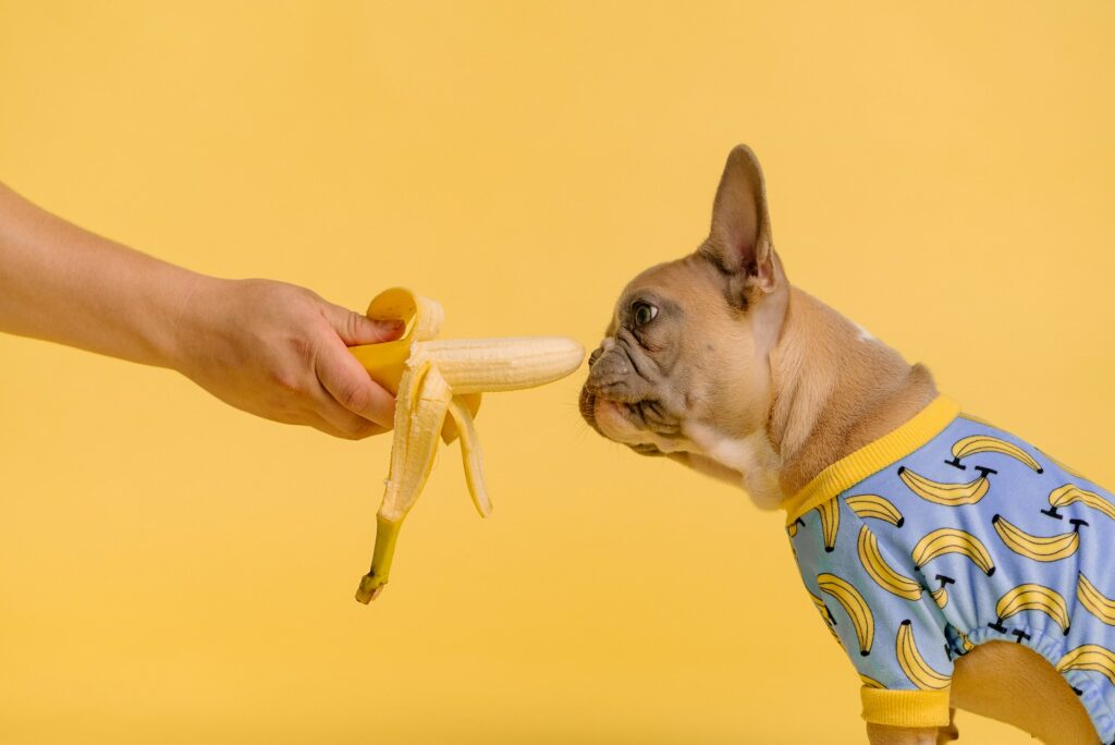 fruit hond
