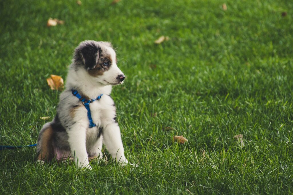 Wanneer mag een puppy het nest verlaten? Lees het hier