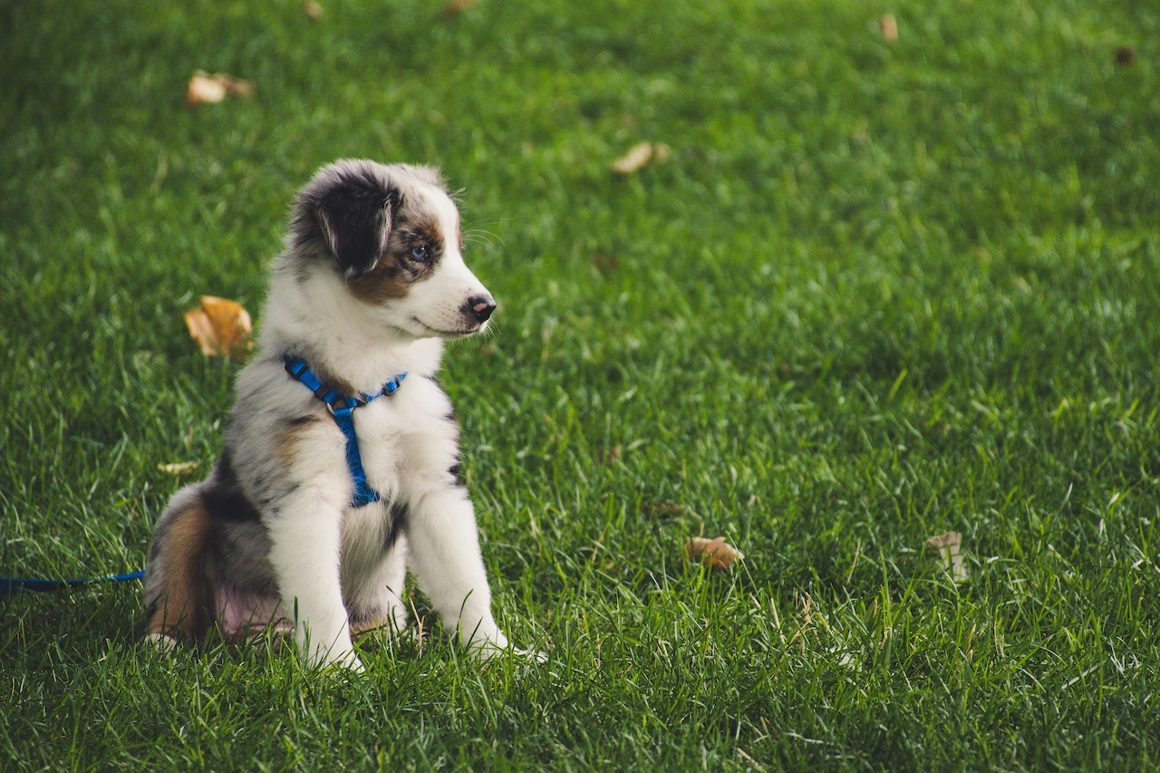Wanneer mag een puppy het nest verlaten? Lees het hier