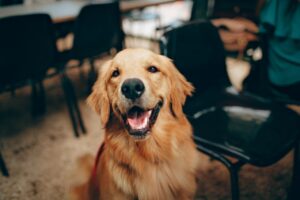 lieve hond: golden retriever