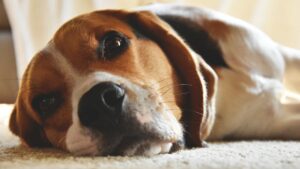 een van de liefste hondenrassen is de beagle