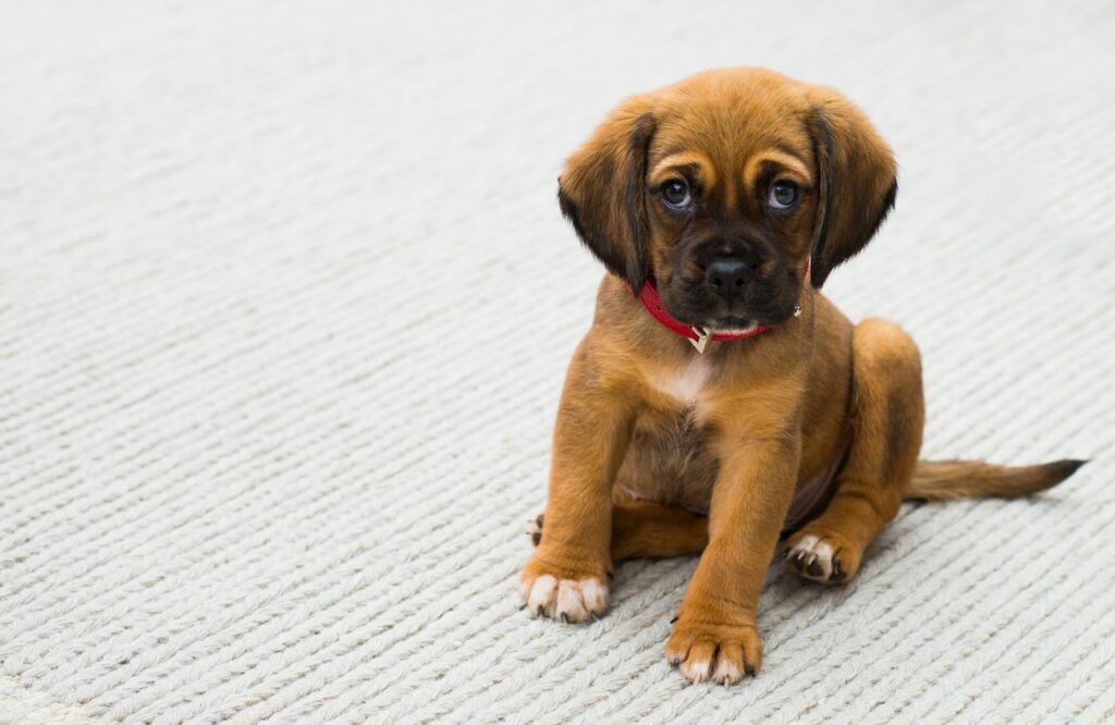 Wanneer mag een puppy het nest verlaten? Lees het hier