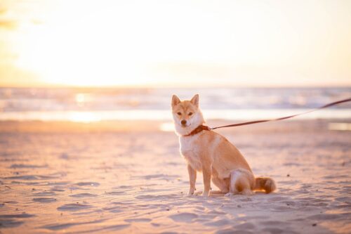 hond eet zand
