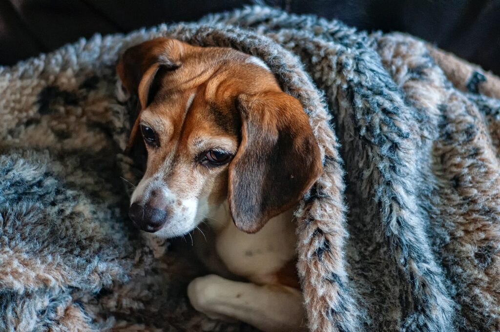 Hond in een dekentje
